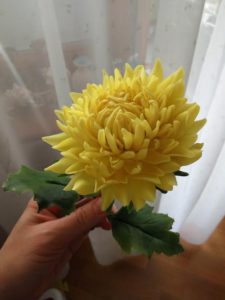 xrizantema-jeltaya-1